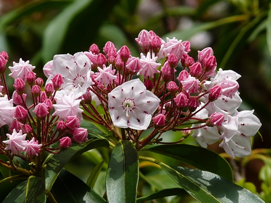 {Kalmia latifolia}